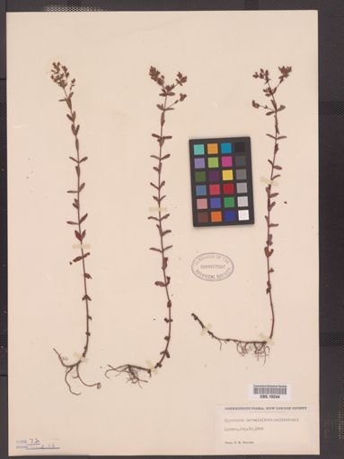 Hypericum boreale