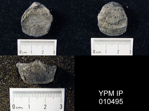Echinoconchus punctatiformis