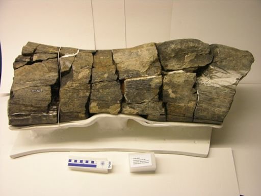Camarasaurus
