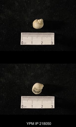 Sphaerodoma sp.