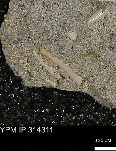 undet. Scaphopoda