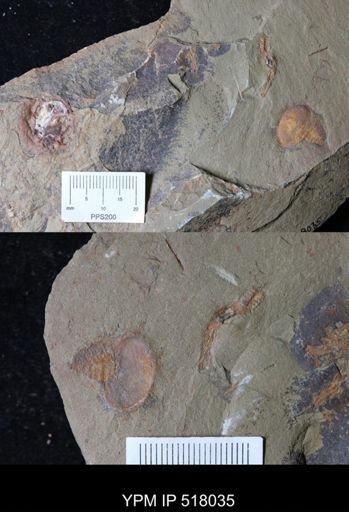 undet. Xiphosurida