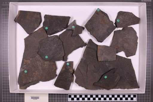 mixed taxa, stratigraphic collection