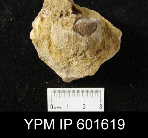 Diaphragmus sp.