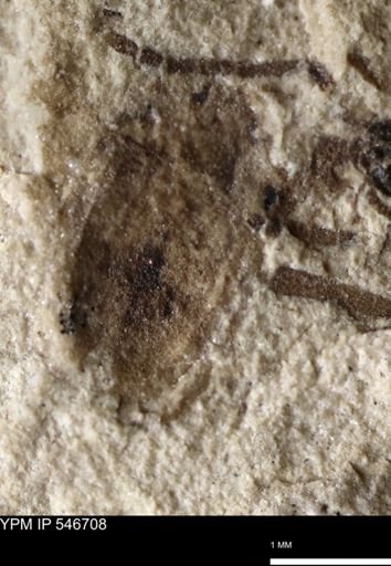 undet. Coleoptera
