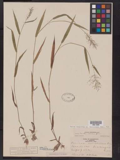 Panicum lanuginosum