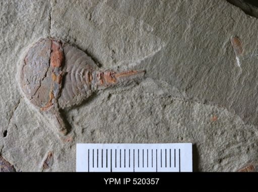 Chelicerata