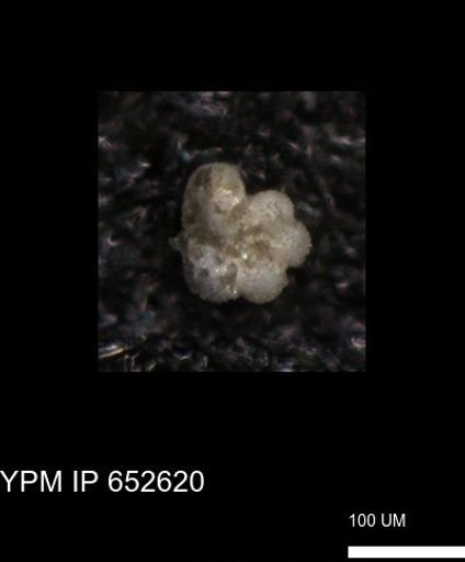 undet. Foraminiferida