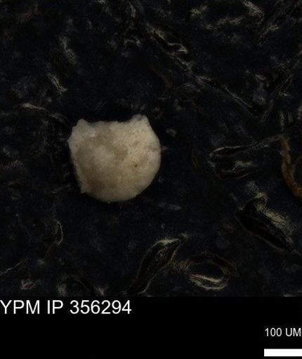 undet. Foraminiferida