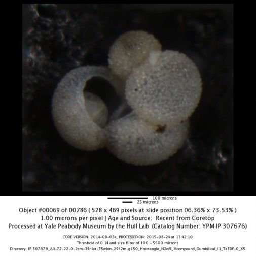 undet. Foraminiferida