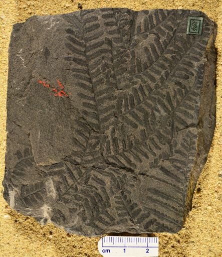Pecopteris dentata