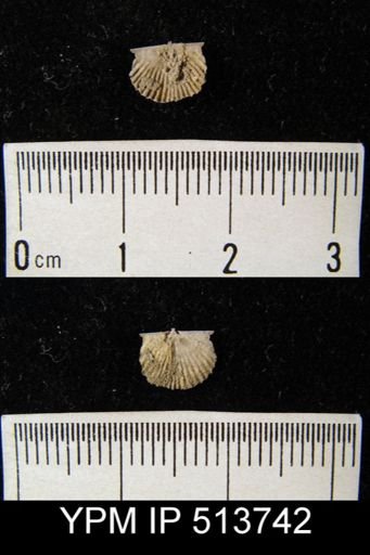 Tropidoleptus sp.