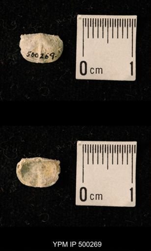 Mesolobus mesolobus decipiens