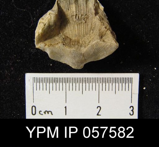 Leptaenisca adnascens