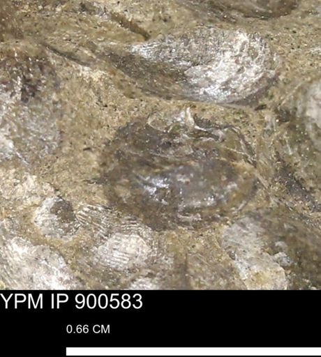 Anomia gryphorhyncha