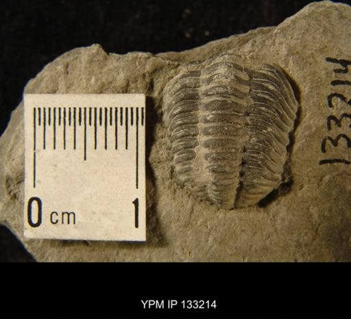 Phacops rana