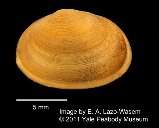 Sphaerium sulcatum