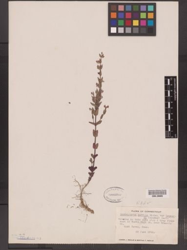 Scutellaria parvula var. leonardii