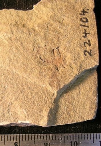 Stephanoura belgica