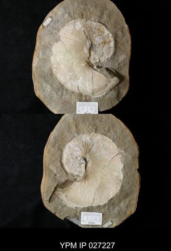 Hoploscaphites nicolletii
