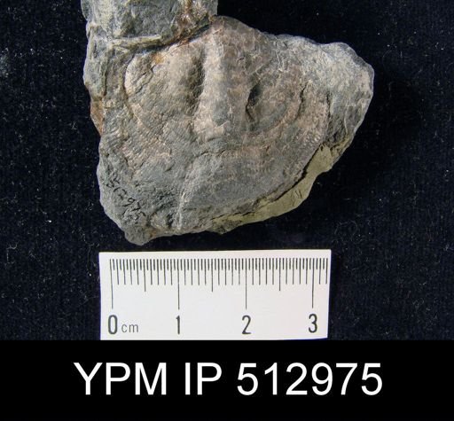 Reticularia