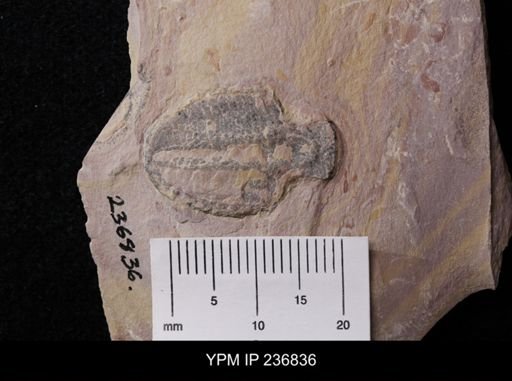 Elrathia kingi