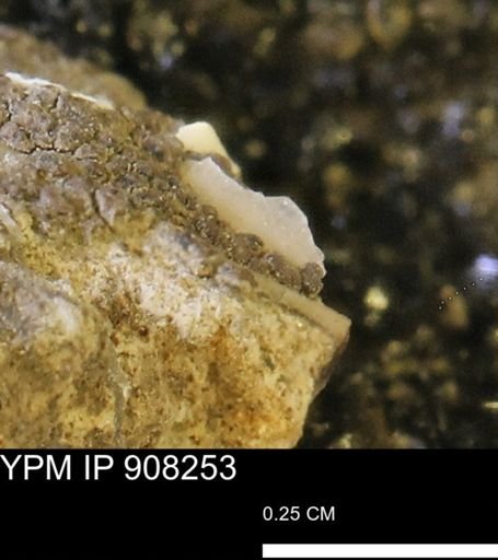 undet. Mollusca