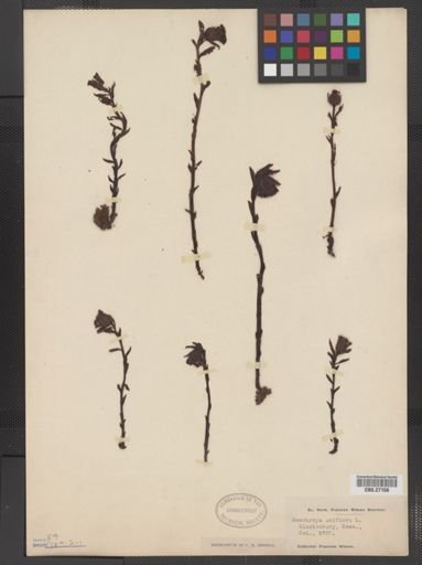 Monotropa uniflora
