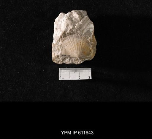 Aviculopecten sp.