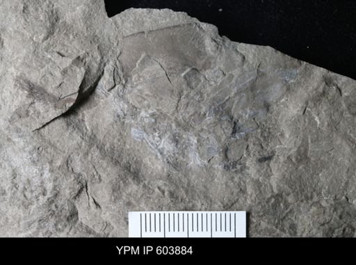 Ceratiocarididae