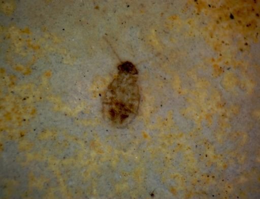 Coleoptera?