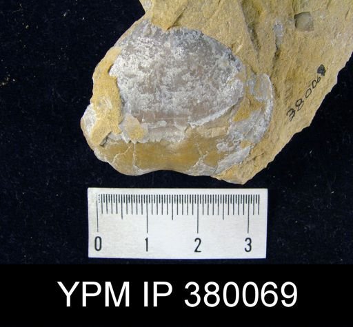 undet. Athyridida