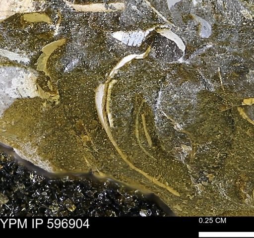 undet. Bivalvia