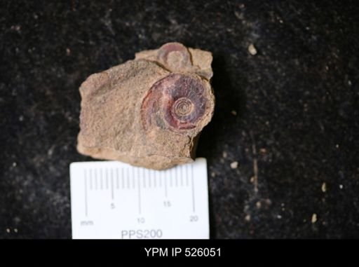 undet. Goniatitina