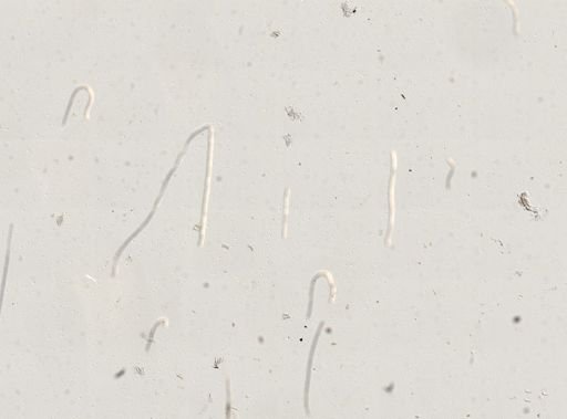 Assiminea californica
