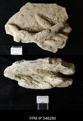 Teichichnus sp.