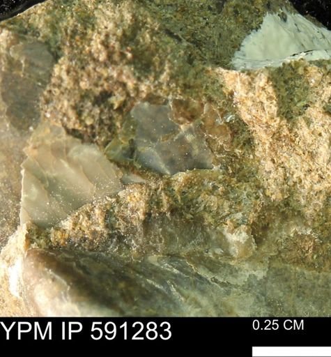 Tenuipteria fibrosa