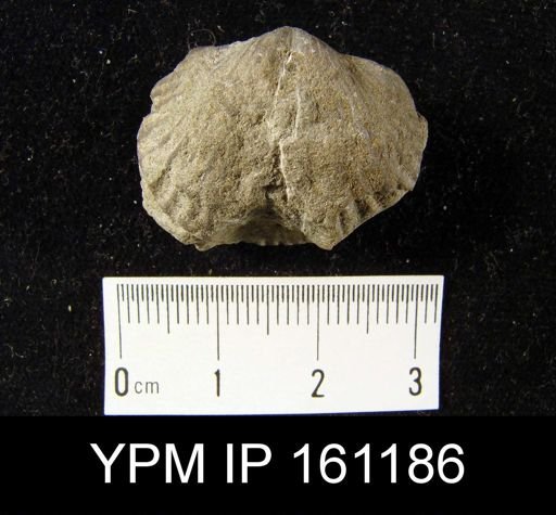 Platystrophia biforata fissicostata