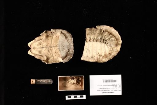 Glyptemys insculpta