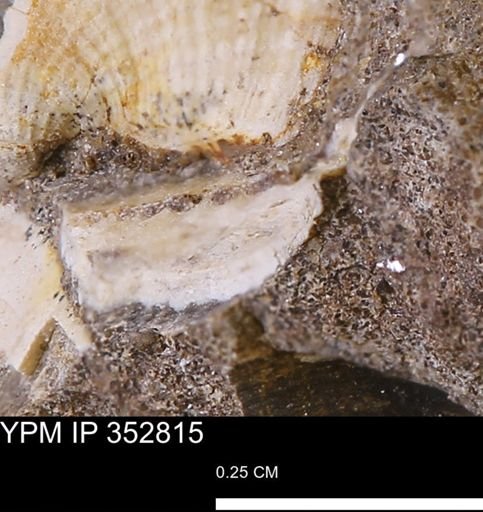 undet. Mollusca