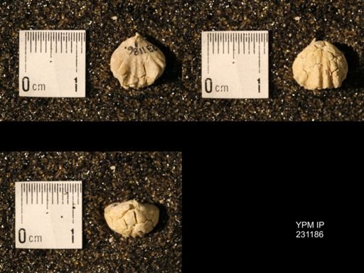 Wellerella osagensis