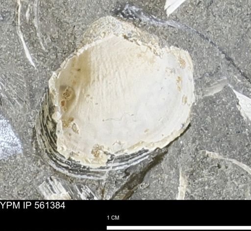 Limopsis?