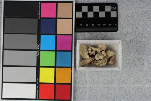 Leptomeryx evansi