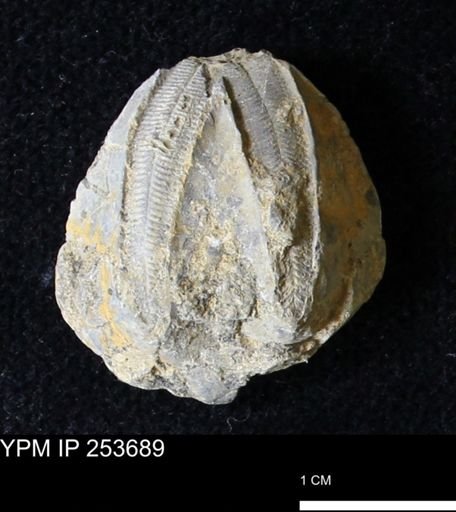 Pentremites sp.