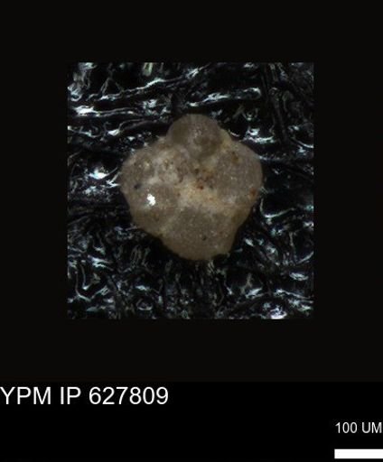 undet. Foraminiferida