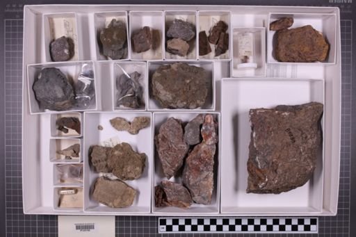 mixed taxa, stratigraphic collection