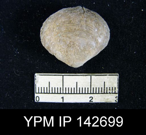 Athyris capillata
