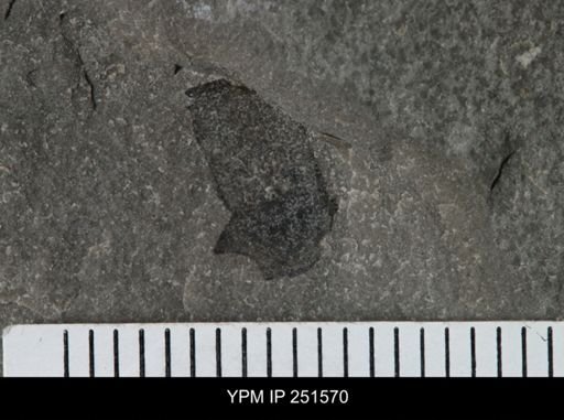 undet. Eurypterida