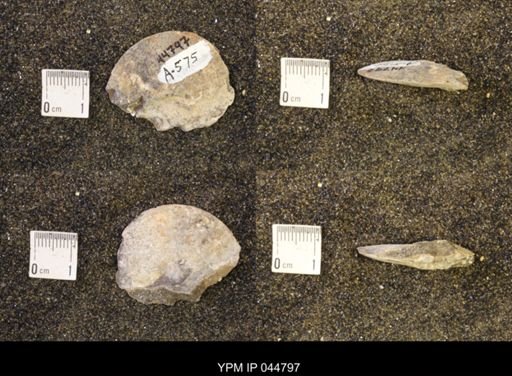Sphenodiscus lenticularis