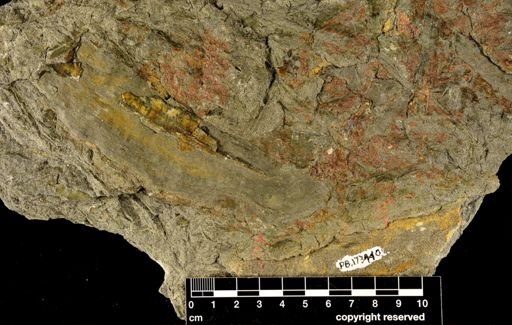 Eospermatopteris